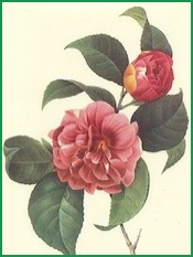 flowers#5