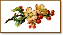 flowers#4
